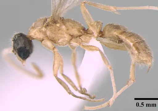 Ponera taylori - ANTWEB1008013