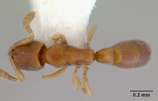 Ponera tenuis specimen