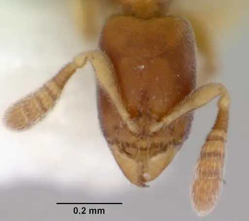 Ponera tenuis specimen