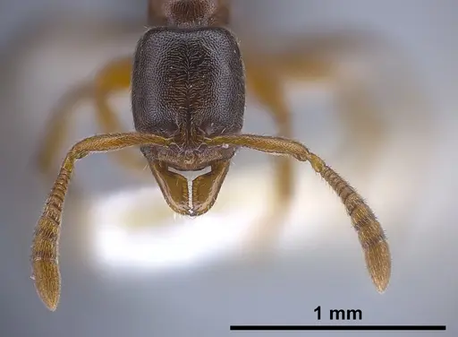 Ponera testacea specimen