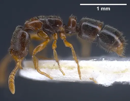 Ponera testacea specimen