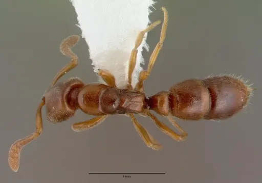 Ponera testacea - CASENT0008634