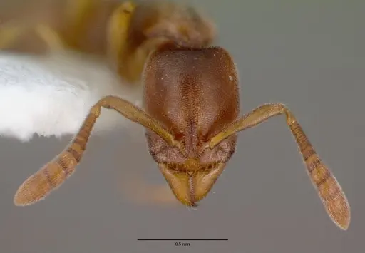 Ponera testacea - CASENT0008634