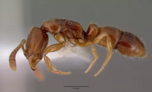 Ponera testacea - CASENT0008634