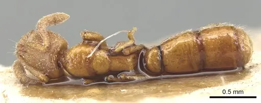 Ponera testacea - CASENT0903903