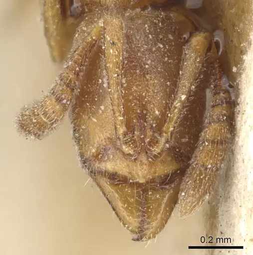 Ponera testacea - CASENT0903903