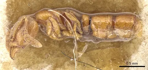 Ponera testacea - CASENT0903903