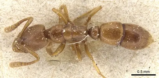 Ponera testacea - CASENT0903904