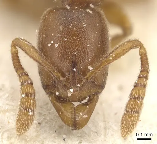 Ponera testacea - CASENT0903904