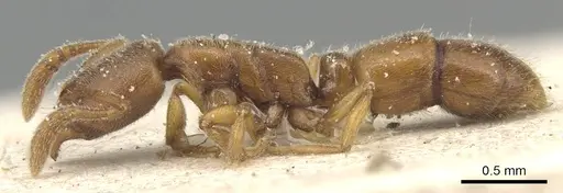 Ponera testacea - CASENT0903904