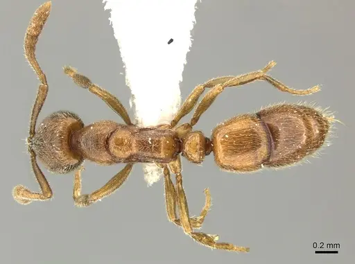 Ponera testacea - CASENT0906705