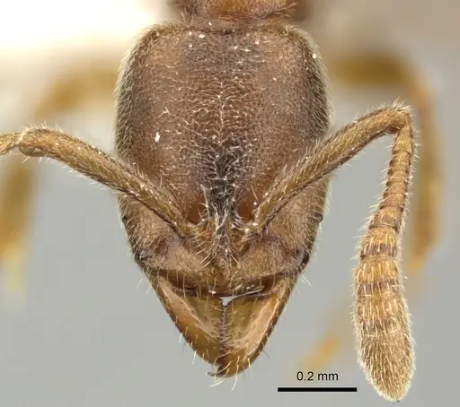 Ponera testacea - CASENT0906705