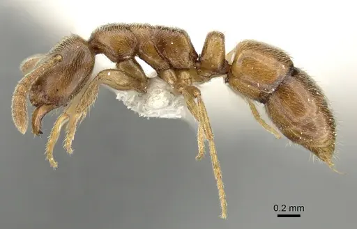 Ponera testacea - CASENT0906705