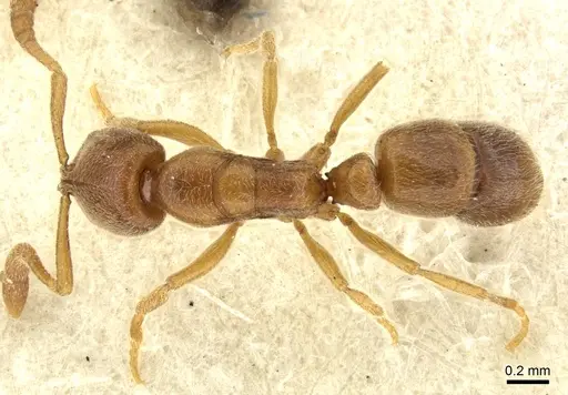 Ponera testacea - CASENT0906719