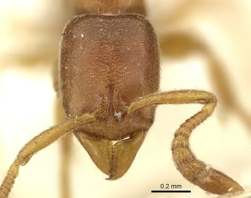 Ponera testacea - CASENT0906719