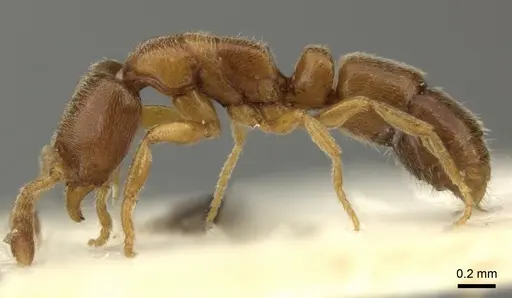 Ponera testacea - CASENT0906719