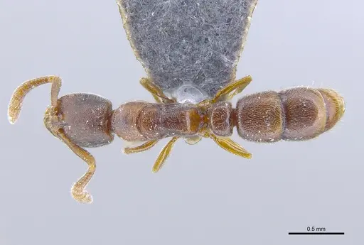 Ponera tudigong specimen