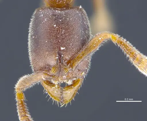 Ponera tudigong specimen