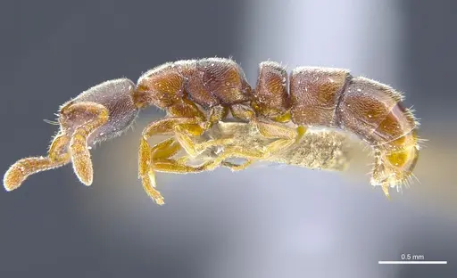 Ponera tudigong specimen