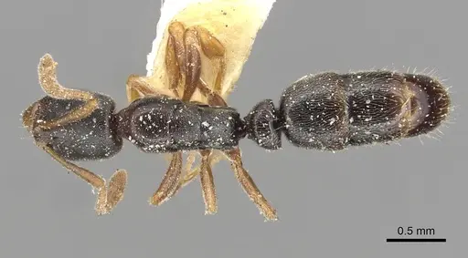 Ponera woodwardi specimen