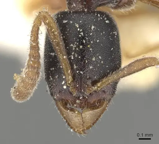 Ponera woodwardi specimen