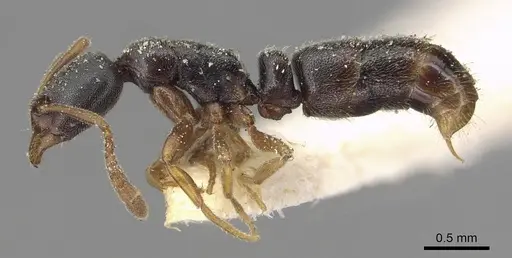 Ponera woodwardi specimen