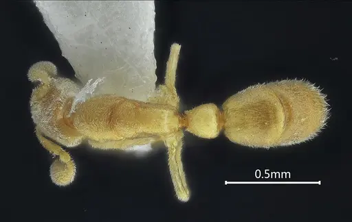 Ponera xantha specimen