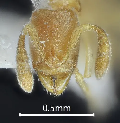 Ponera xantha specimen