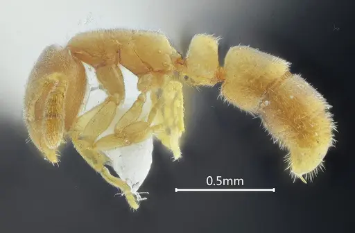 Ponera xantha specimen