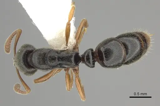 Ponera xenagos specimen