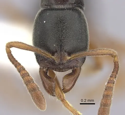 Ponera xenagos specimen
