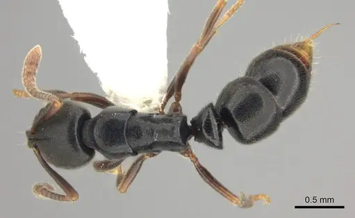 Ponera xenagos - CASENT0249239