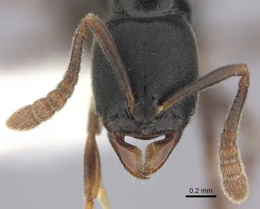 Ponera xenagos - CASENT0249239