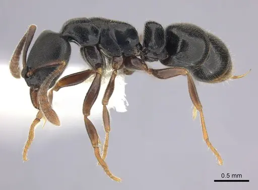 Ponera xenagos - CASENT0249239