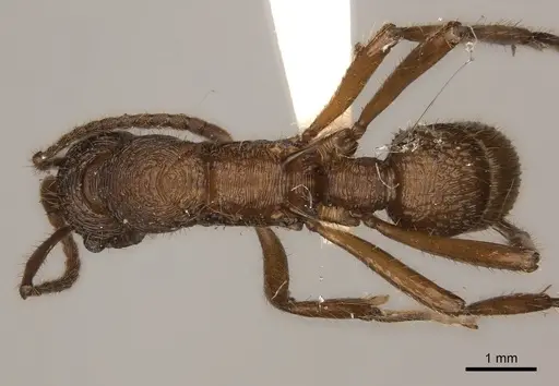 Poneracantha bispinosa specimen