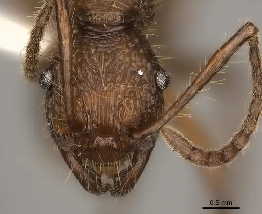 Poneracantha bispinosa specimen