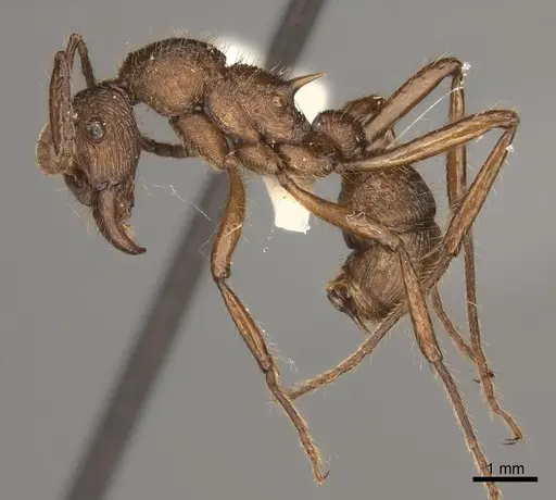 Poneracantha bispinosa specimen