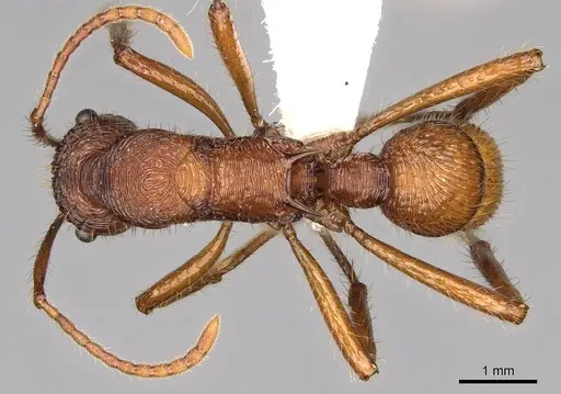 Poneracantha bispinosa - CASENT0281520