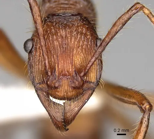 Poneracantha bispinosa - CASENT0281520