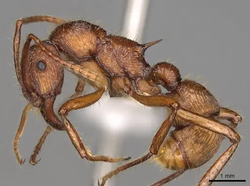 Poneracantha bispinosa - CASENT0281520