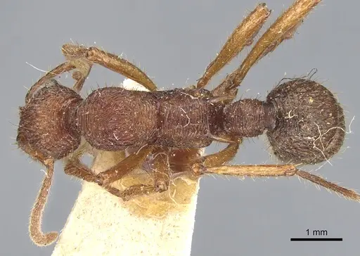 Poneracantha bispinosa - CASENT0903843