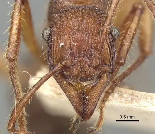 Poneracantha bispinosa - CASENT0903843