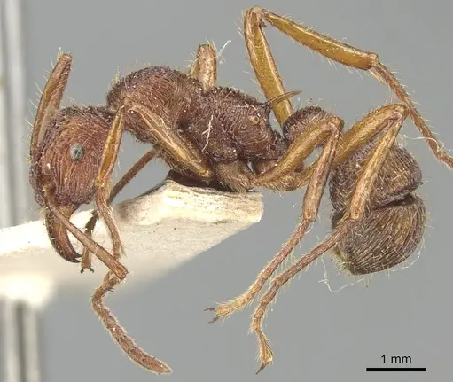 Poneracantha bispinosa - CASENT0903843