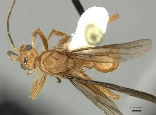 Poneracantha bispinosa - INBIOCRI001237308