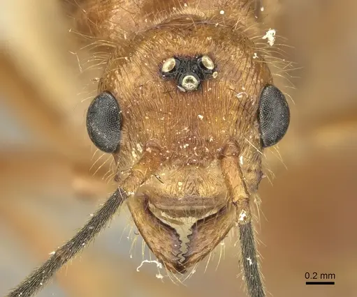 Poneracantha bispinosa - INBIOCRI001237308