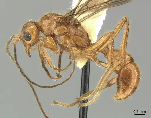 Poneracantha bispinosa - INBIOCRI001237308