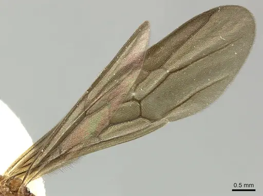 Poneracantha bispinosa - INBIOCRI001237308