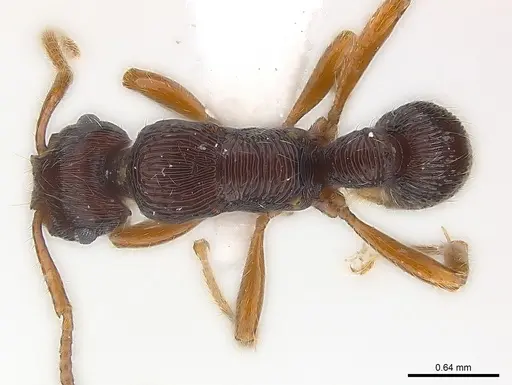 Poneracantha cuneiforma specimen