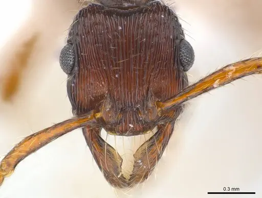 Poneracantha cuneiforma specimen