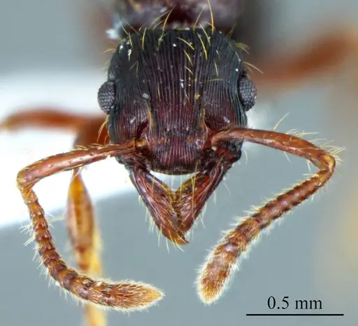 Poneracantha ingeborgae specimen